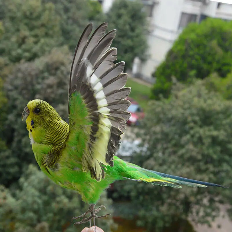 Eurasian Green Budgie