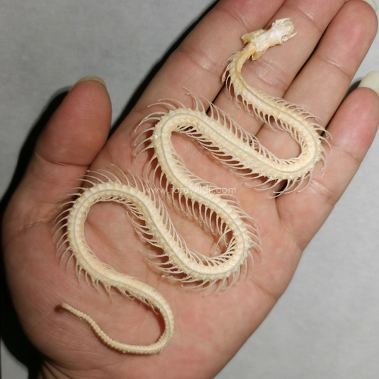 Red-Backed Rat Snake