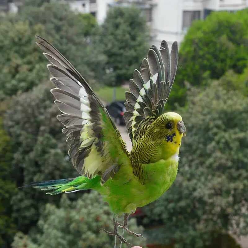 Eurasian Green Budgie