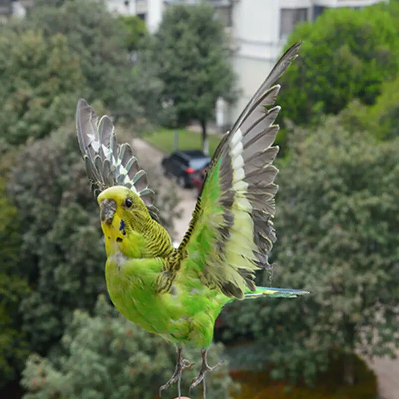 Eurasian Green Budgie