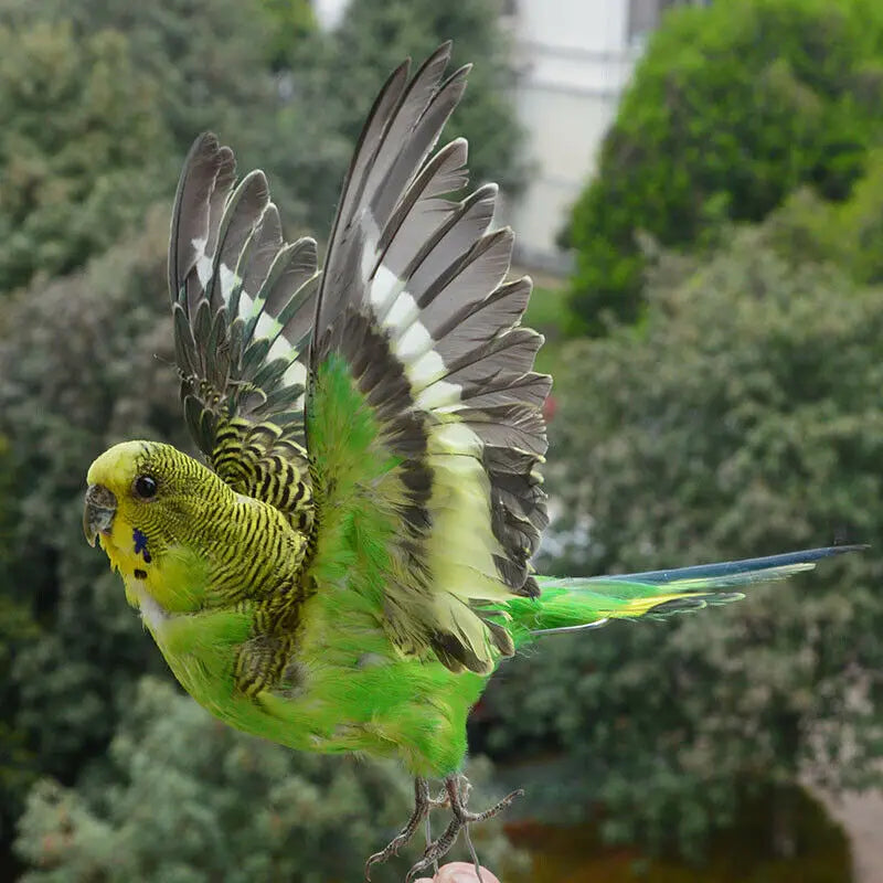 Eurasian Green Budgie