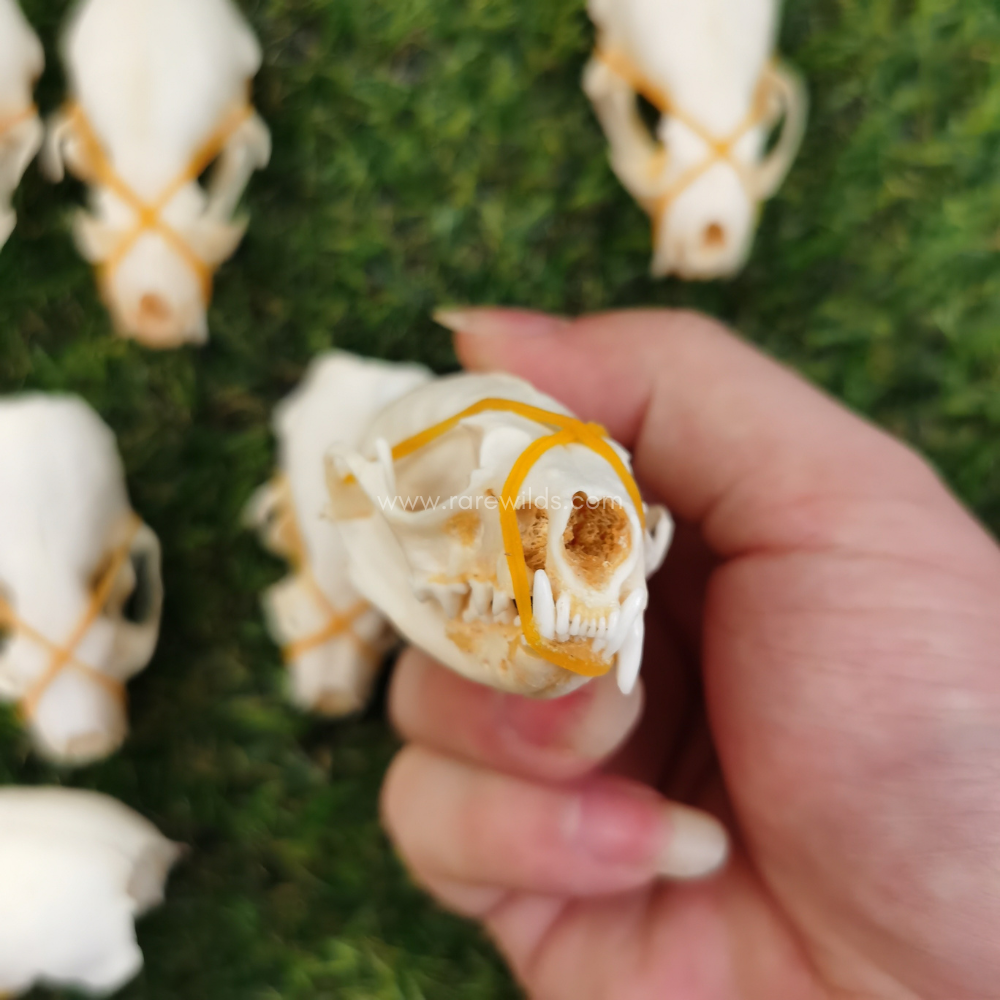 10 Mink Skulls