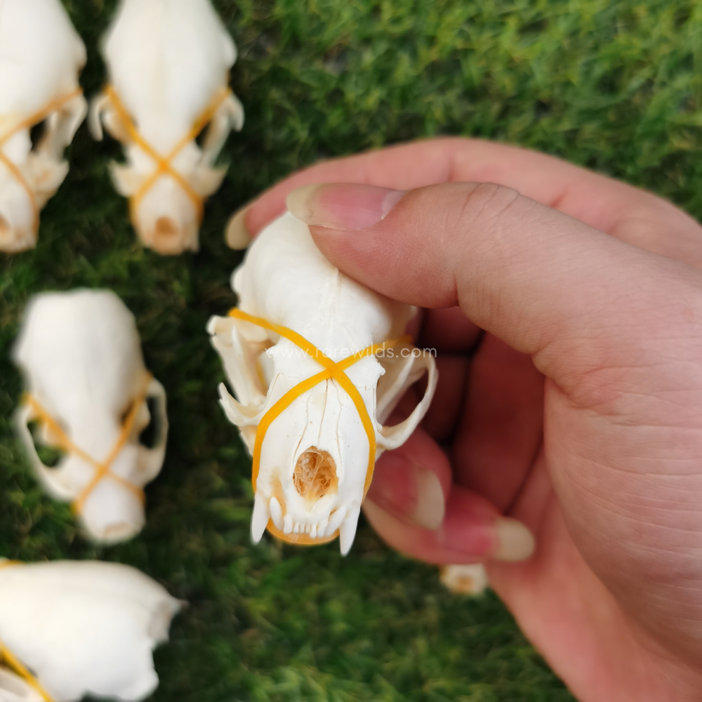 10 Mink Skulls