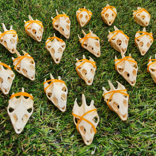 10 Turtle Skulls